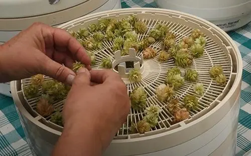 Hops - The Lost Herbs