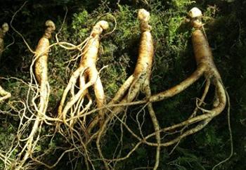 Foods and Herbs to Avoid When You Have Diabetes - Ginseng