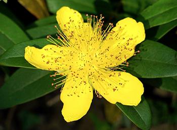 Foods and Herbs to Avoid When You Have Diabetes - St John's Wort