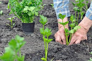 Grow Celery 1