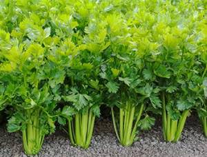 Celery - The Lost Herbs