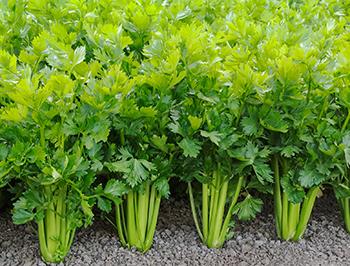 Grow Celery 2