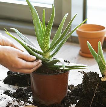 Growing Aloe