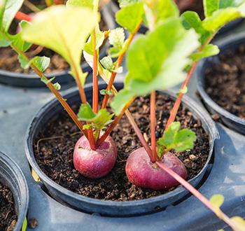 Growing Beetroot 2