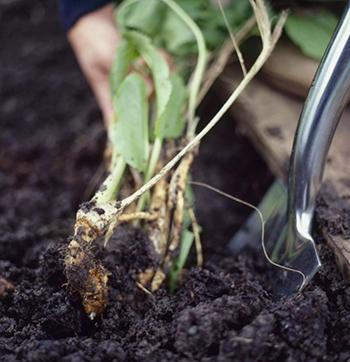 Growing Horseradish 1
