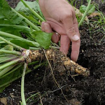 Growing Horseradish 2
