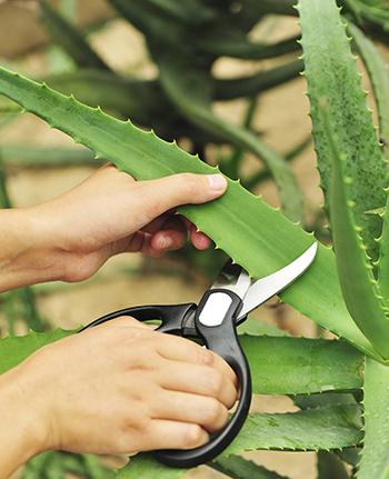 Harvest - Aloe Vera