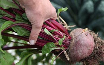 Harvest Beetroot