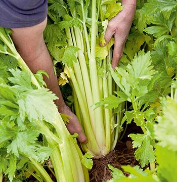 Harvesting Celery