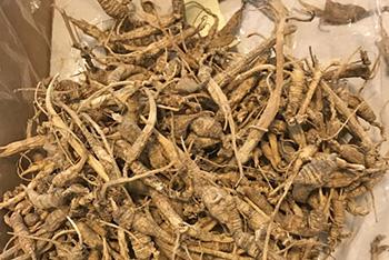 Healing Herbs You Can Smoke - Ginseng