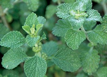 Healing Herbs You Can Smoke - Horehound