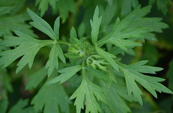 Healing Herbs You Can Smoke - Mugwort