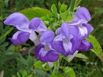 Healing Herbs You Can Smoke - Skullcap