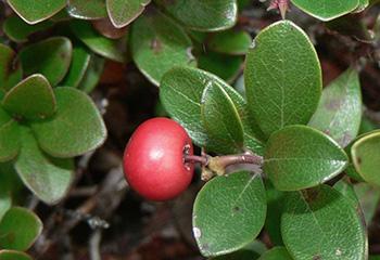 Healing Herbs You Can Smoke - Uva Ursi