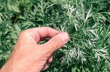 Healing Herbs You Can Smoke - Wormwood