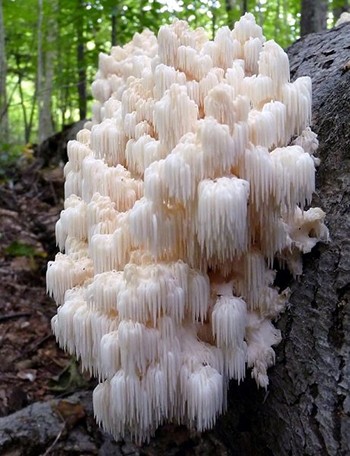 Homemade Lion’s Mane Tincture for Brain Fog - About