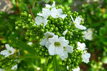 Horseradish Flower