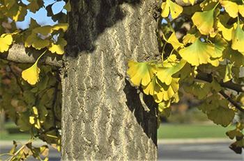 How to Identify Ginkgo Biloba Tree Does it grow on your street - Bark