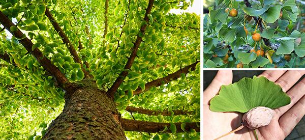 How to Identify the Ginkgo Biloba Tree: Does It Grow on Your Street?