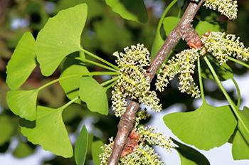 How to Identify Ginkgo Biloba Tree Does it grow on your street - Flower