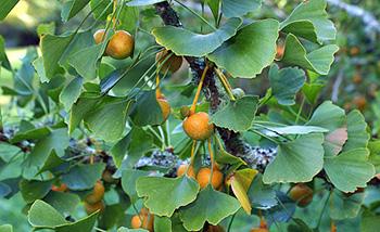 How to Identify Ginkgo Biloba Tree Does it grow on your street - Fruits