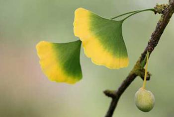 How to Identify Ginkgo Biloba Tree Does it grow on your street - Leaf