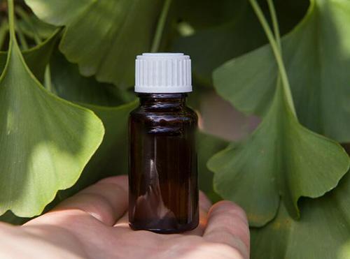 How to Identify Ginkgo Biloba Tree Does it grow on your street - Tincture Step 3