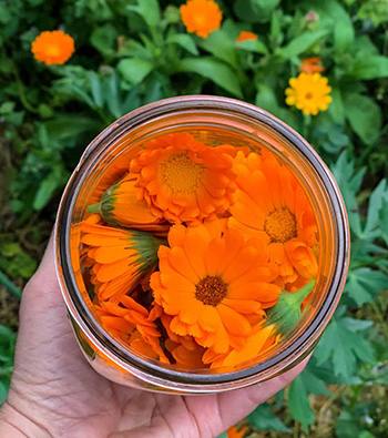 Multipurpose Calendula Elixir