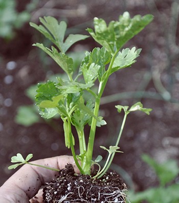 Plant Celery 1