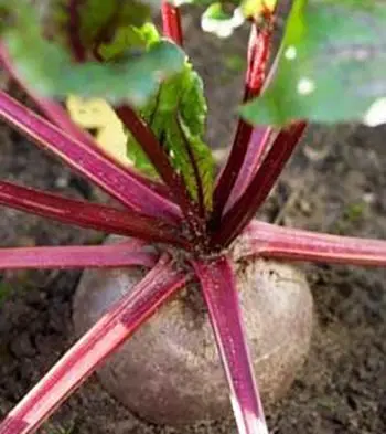 Beetroot - The Lost Herbs