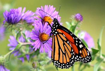 The Best Flowers to Attract Beneficial Insects to Your Garden - Aster