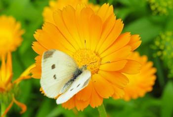 The Best Flowers to Attract Beneficial Insects to Your Garden - Calendula