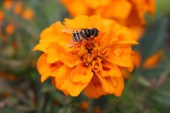 The Best Flowers to Attract Beneficial Insects to Your Garden - Signet Marigold