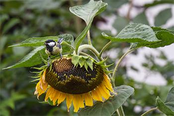 The Best Flowers to Attract Beneficial Insects to Your Garden - SunFlower