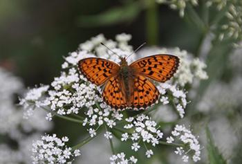 The Best Flowers to Attract Beneficial Insects to Your Garden - Yarrow