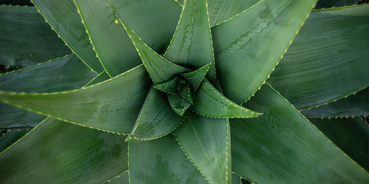 aloe vera plant in garden