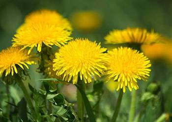 10 Herbs That Kill Viruses and Clear Lungs - Dandelion