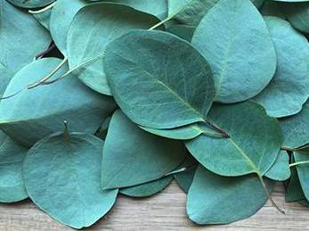 10 Herbs That Kill Viruses and Clear Lungs - Eucalyptus