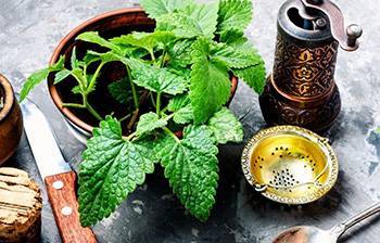 10 Herbs That Kill Viruses and Clear Lungs - Lemon Balm