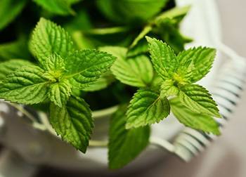 10 Herbs That Kill Viruses and Clear Lungs - Peppermint