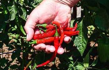 Cayenne Pepper - History