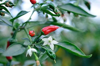 Cayenne Pepper - Identification