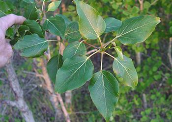 Cottonwood - Leaf