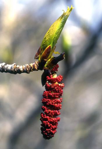 Cottonwood - flower