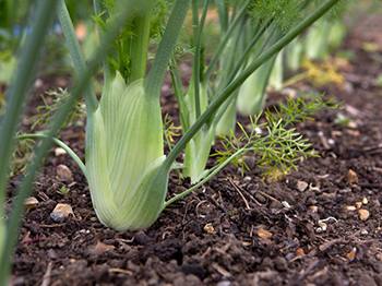 Fennel- Growing the plant