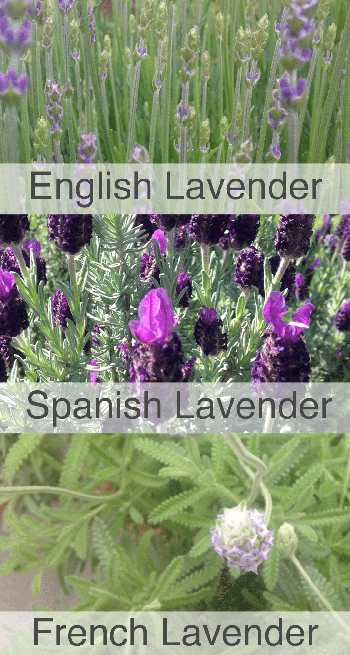 French vs Spanish vs English Lavender