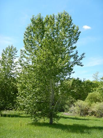 Grow Cottonwood