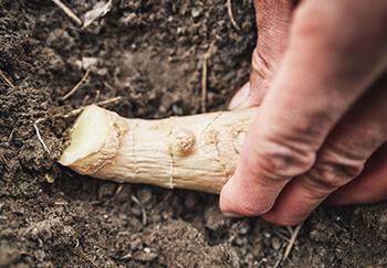 Growing Ginger