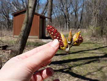 Harvest Cottonwood - 1