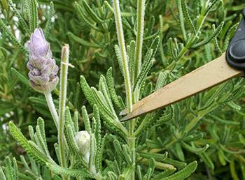 Lavender - Harvesting